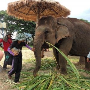 Day 2 – Elephant Nature Park - Chiang Mai